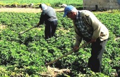 Voucher-agricoli-pensionati-272x154
