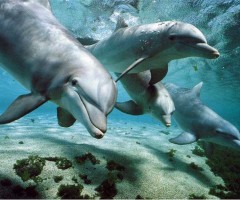 delfini