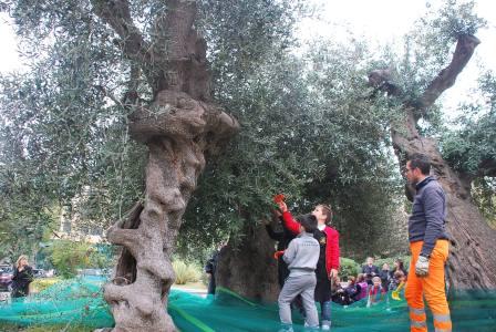 raccolta olive scuola piacentini 027