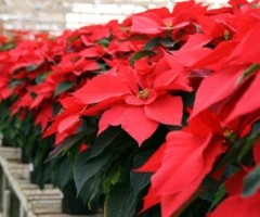 stella-di-natale-638x425