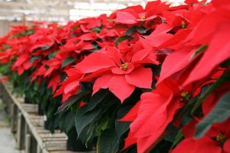 stella-di-natale-638x425