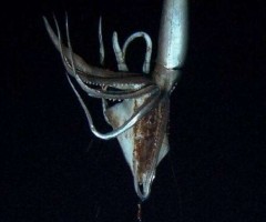 calamaro-gigante