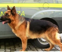caneantidroga