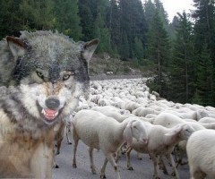 pecore-e-lupo