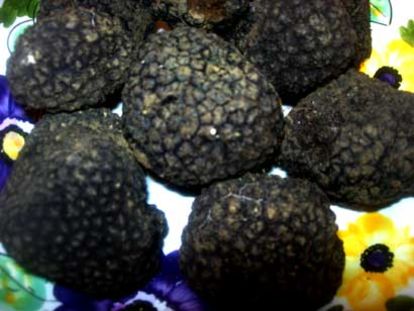 Tartufo