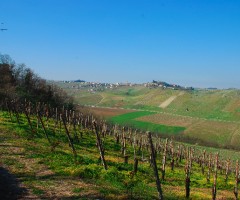 settore-vitivinicolo-truffa-ue
