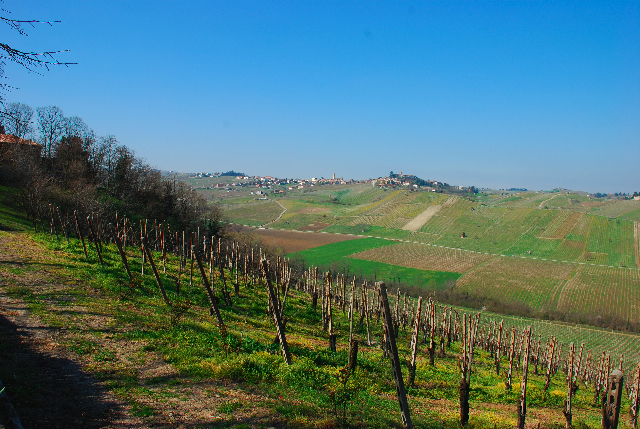 settore-vitivinicolo-truffa-ue