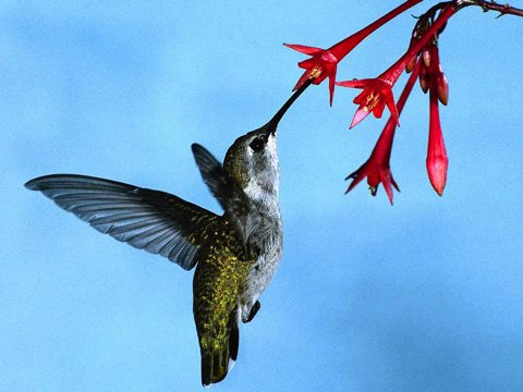 uccelli impollinatori