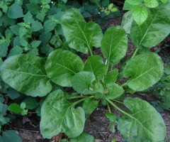 bietola