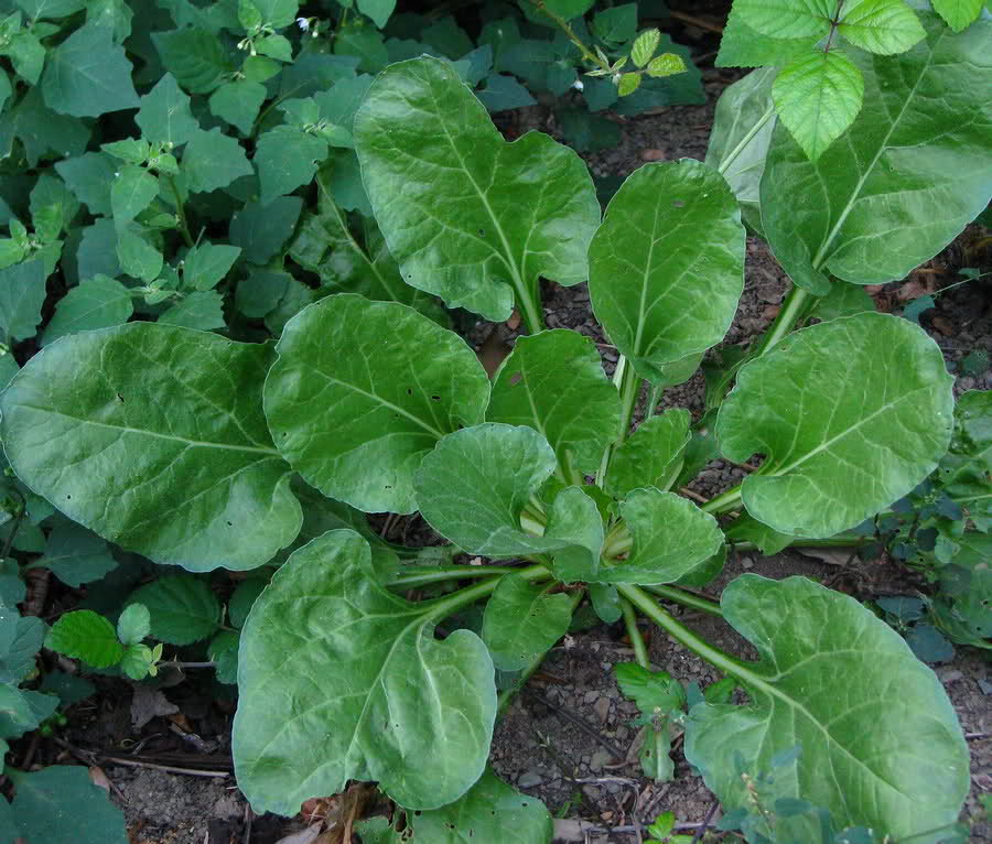 bietola