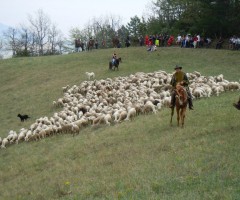 festival-appennino-transumanza