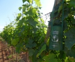 cantine_aperte_2013
