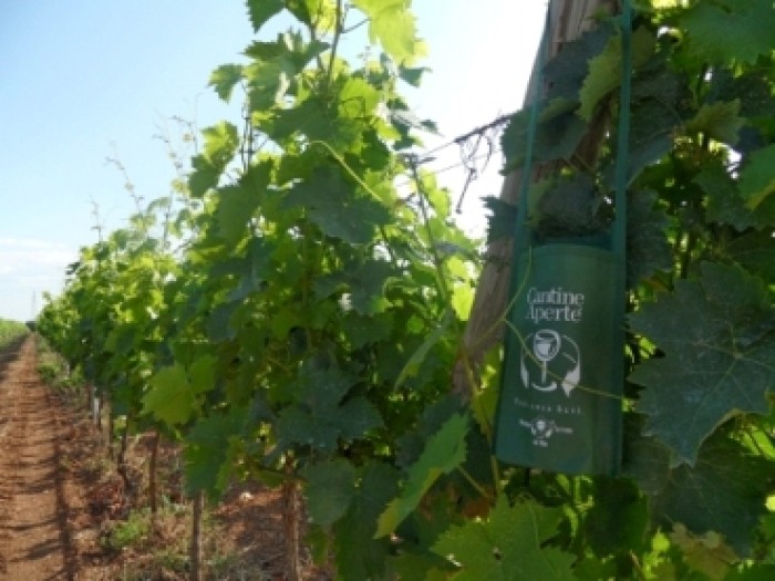 cantine_aperte_2013