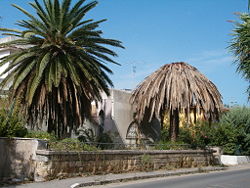 palma punteruolo rosso