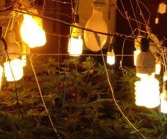 serra marijuana