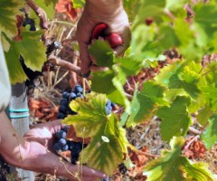 vendemmia repertorio - voucher vendemmia 2018