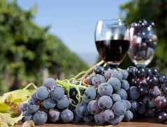 festa-della-vendemmia-venarotta