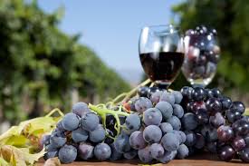 festa-della-vendemmia-venarotta