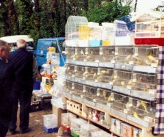 fiera-degli-uccelli-6-ottobre