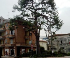 pinus halepensis