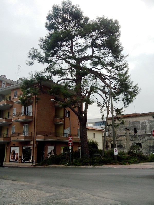 pinus halepensis