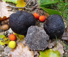 Tuber melanosporum 2