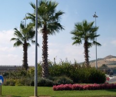 rotatoria