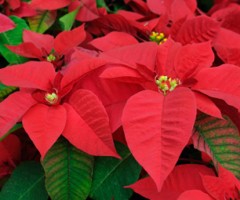 stella-natale-cure
