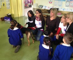 pet therapy
