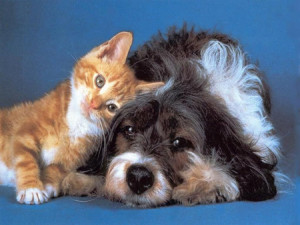 Foto per tutela degli animali