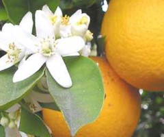 arancio-in-fiore