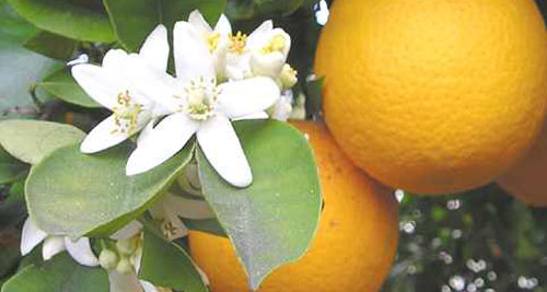arancio-in-fiore