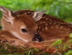 capriolo