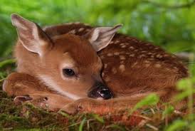 capriolo