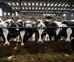 Mucche e antibiotici verifiche
