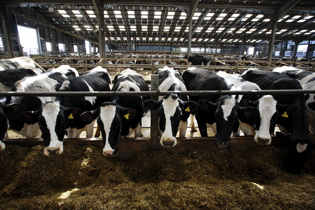 Mucche e antibiotici verifiche
