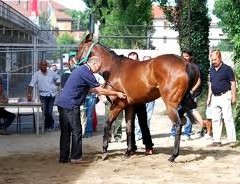 quintana-visite-ai-cavalli