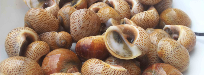 Le lumache di mare