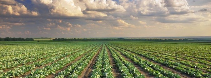 I giovani tornano alla campagna