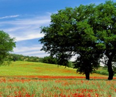 Agosto in Toscana