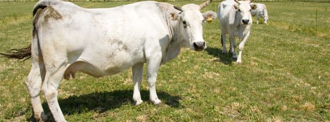 convegno su progetto di filiera della carne bovina marchigiana