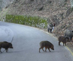 Incidenti causati da cinghiali