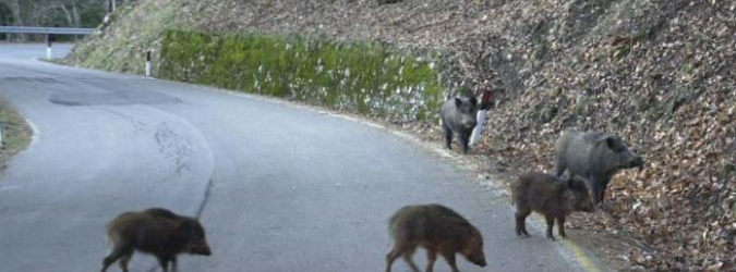 Incidenti causati da cinghiali