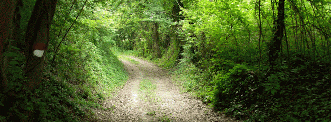 Area boschiva