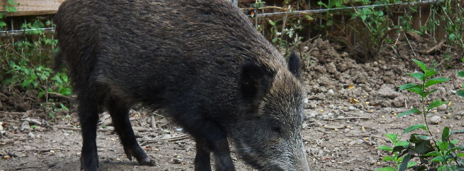 caccia al cinghiale