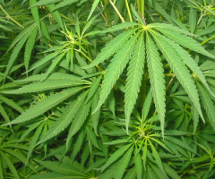 cannabis