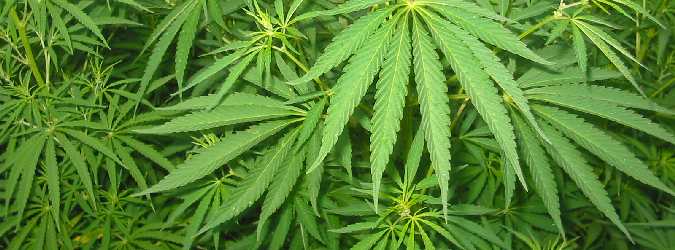 cannabis