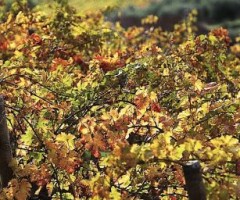 Il vino piceno protagonista di un convegno grazie a Eleonora Baggio Compagnucci del Politecnico di Torino