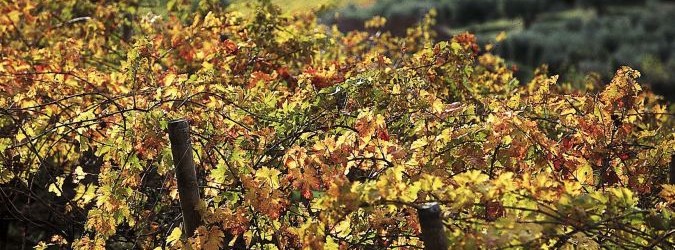 Il vino piceno protagonista di un convegno grazie a Eleonora Baggio Compagnucci del Politecnico di Torino