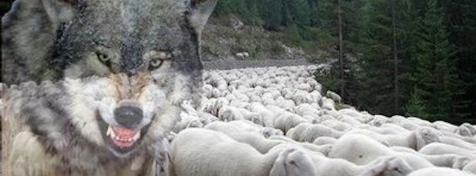 Strage di pecore nell'ascolano